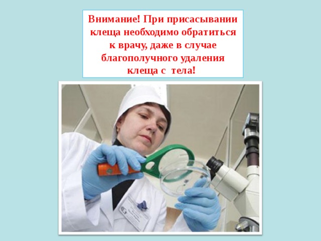 Внимание! При присасывании клеща необходимо обратиться к врачу, даже в случае благополучного удаления клеща с  тела!  