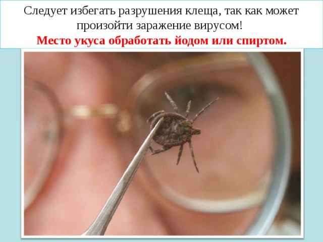 Следует избегать разрушения клеща, так как может произойти заражение вирусом! Место укуса обработать йодом или спиртом. 