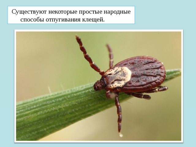 Существуют некоторые простые народные способы отпугивания клещей. 