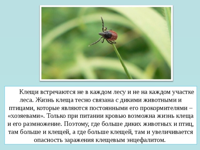  Клещи встречаются не в каждом лесу и не на каждом участке леса. Жизнь клеща тесно связана с дикими животными и птицами, которые являются постоянными его прокормителями – «хозяевами». Только при питании кровью возможна жизнь клеща и его размножение. Поэтому, где больше диких животных и птиц, там больше и клещей, а где больше клещей, там и увеличивается опасность заражения клещевым энцефалитом. 