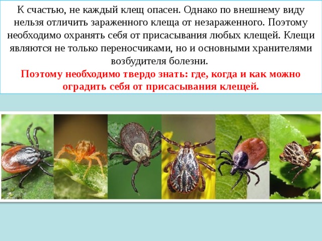 К счастью, не каждый клещ опасен. Однако по внешнему виду нельзя отличить зараженного клеща от незараженного. Поэтому необходимо охранять себя от присасывания любых клещей. Клещи являются не только переносчиками, но и основными хранителями возбудителя болезни. Поэтому необходимо твердо знать: где, когда и как можно оградить себя от присасывания клещей. 