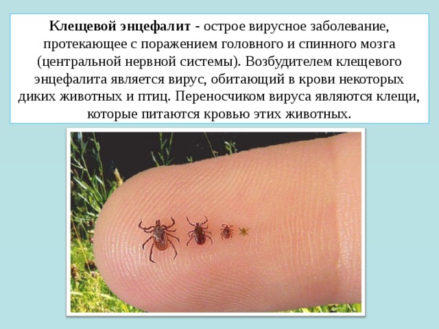 Клещевой энцефалит  - острое вирусное заболевание, протекающее с поражением головного и спинного мозга (центральной нервной системы). Возбудителем клещевого энцефалита является вирус, обитающий в крови некоторых диких животных и птиц. Переносчиком вируса являются клещи, которые питаются кровью этих животных. 