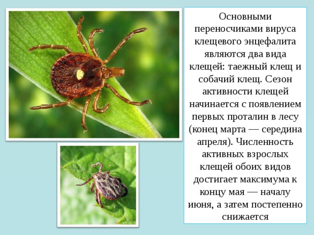 Основными переносчиками вируса клещевого энцефалита являются два вида клещей: таежный клещ и собачий клещ. Сезон активности клещей начинается с появлением первых проталин в лесу (конец марта — середина апреля). Численность активных взрослых клещей обоих видов достигает максимума к концу мая — началу июня, а затем постепенно снижается 