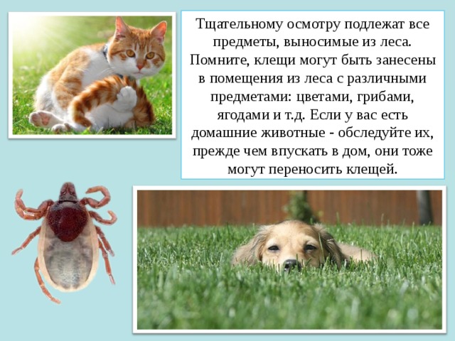 Тщательному осмотру подлежат все предметы, выносимые из леса. Помните, клещи могут быть занесены в помещения из леса с различными предметами: цветами, грибами, ягодами и т.д. Если у вас есть домашние животные - обследуйте их, прежде чем впускать в дом, они тоже могут переносить клещей. 
