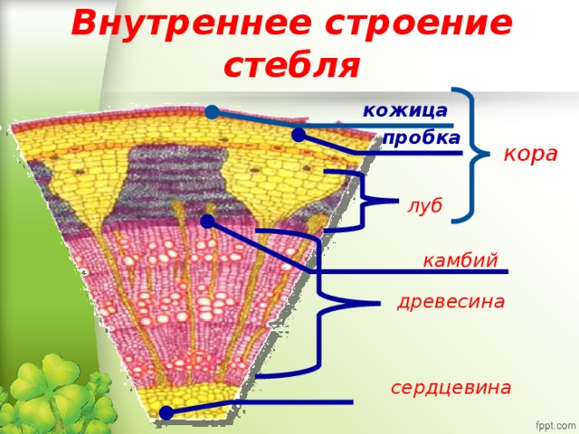 Слои стебля начиная с сердцевины. Внутреннее строение стебля. Строение кожицы стебля. Камбий. Строение луба стебля.