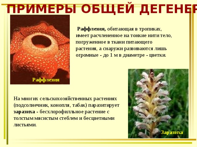 ПРИМЕРЫ ОБЩЕЙ ДЕГЕНЕРАЦИИ  Раффлезия, обитающая в тропиках, имеет расчлененное на тонкие нити тело, погруженное в ткани питающего растения, а снаружи развиваются лишь огромные - до 1 м в диаметре - цветки. Раффлезия На многих сельскохозяйственных растениях (подсолнечник, конопля, табак) паразитирует заразиха - бесхлорофилльное растение с толстым мясистым стеблем и бесцветными листьями. Заразиха