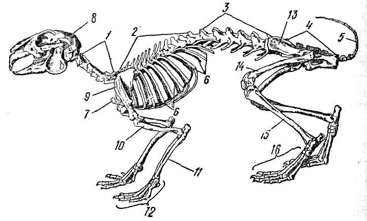 Лабораторная работа скелет млекопитающих. Скелет млекопитающего 7 класс биология. Строение скелета млекопитающих 7 класс биология. Костная система млекопитающих. Скелет млекопитающих анатомия.