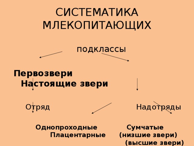 СИСТЕМАТИКА МЛЕКОПИТАЮЩИХ  подклассы Первозвери Настоящие звери   Отряд Надотряды Однопроходные Сумчатые Плацентарные (низшие звери) (высшие звери) 