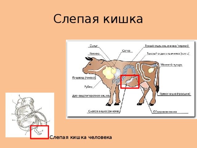 Слепая кишка Слепая кишка человека 