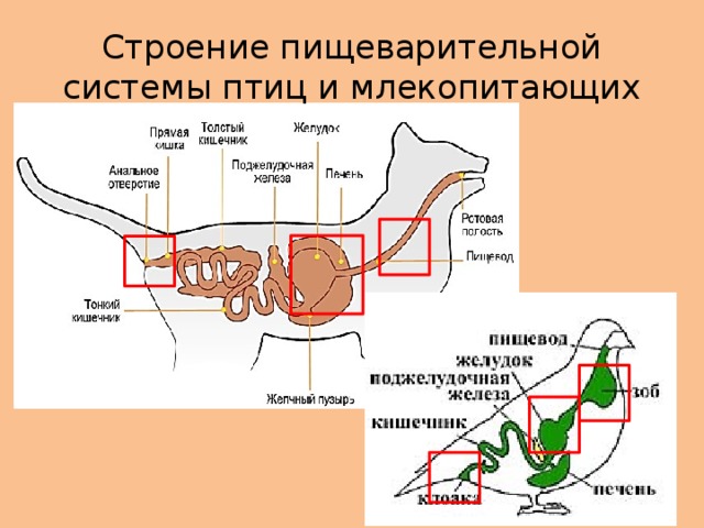 Строение пищеварительной системы птиц и млекопитающих 