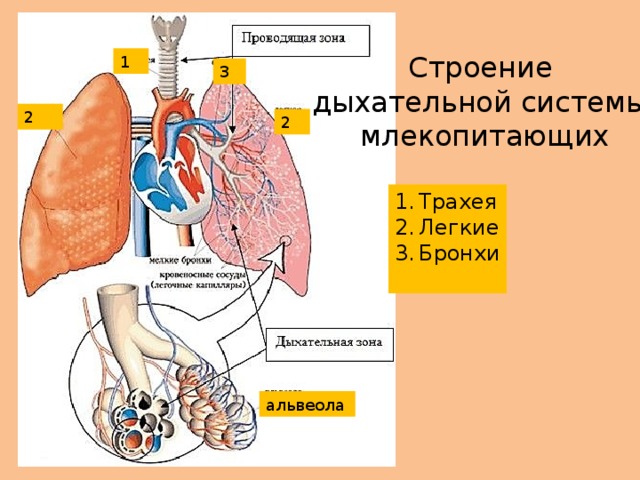 Строение дыхательной системы млекопитающих 1 3 2 2 Трахея Легкие Бронхи альвеола 