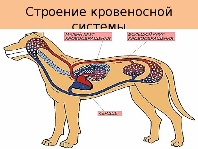 Строение кровеносной системы 