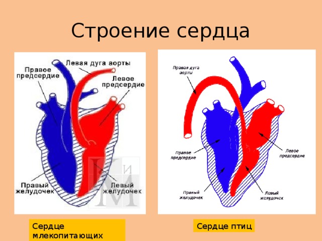 Строение сердца Сердце млекопитающих Сердце птиц 