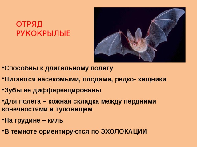 ОТРЯД РУКОКРЫЛЫЕ Способны к длительному полёту Питаются насекомыми, плодами, редко- хищники Зубы не дифференцированы Для полета – кожная складка между пердними конечностями и туловищем На грудине – киль В темноте ориентируются по ЭХОЛОКАЦИИ 