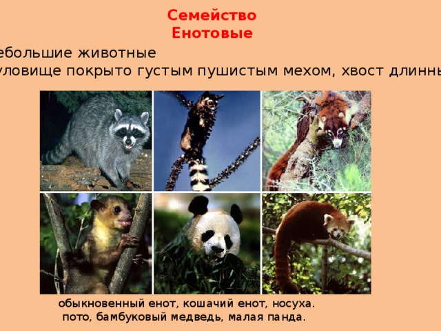 Семейство Енотовые - Небольшие животные - Туловище покрыто густым пушистым мехом, хвост длинный обыкновенный енот, кошачий енот, носуха.  пото, бамбуковый медведь, малая панда. 