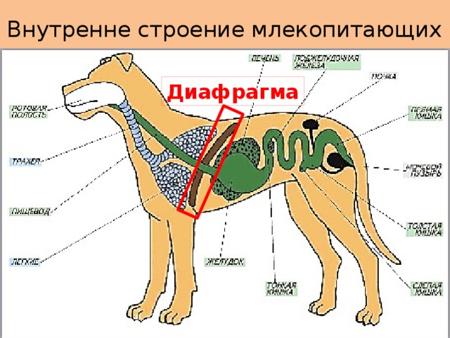 Внутренне строение млекопитающих Диафрагма 