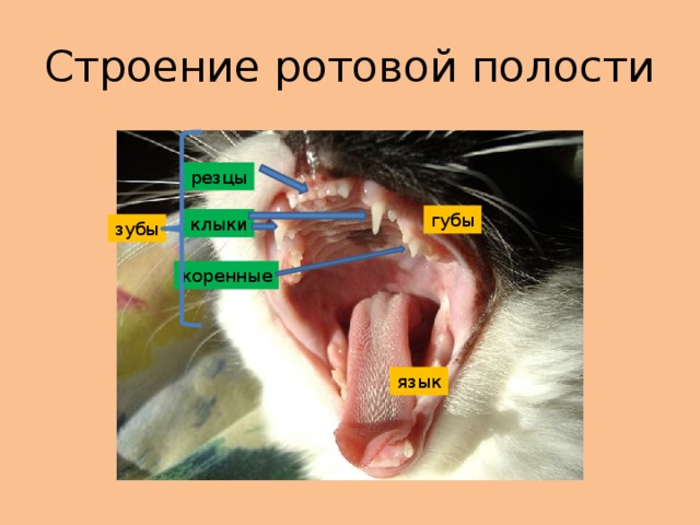 Строение ротовой полости резцы губы клыки зубы коренные язык 