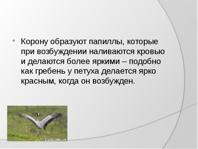 Текст про журавля на английском. Гусь и журавль презентация 1 класс литературное чтение презентация.