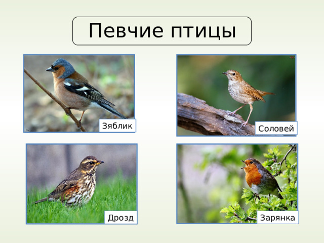Певчие птицы Зяблик Соловей Дрозд Зарянка 