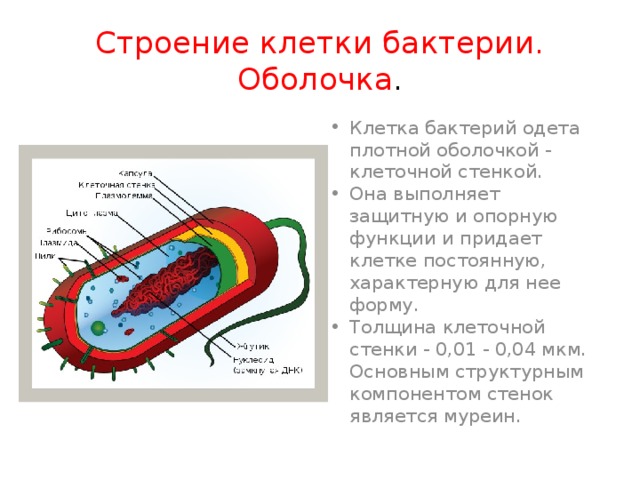 Строение клетки бактерии. Оболочка . Клетка бактерий одета плотной оболочкой - клеточной стенкой. Она выполняет защитную и опорную функции и придает клетке постоянную, характерную для нее форму. Толщина клеточной стенки - 0,01 - 0,04 мкм. Основным структурным компонентом стенок является муреин. 