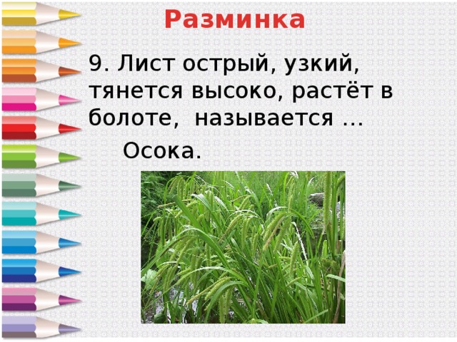 Лист острый узкий. Лист острый узкий тянется высоко растет в болоте называется. Лист острый узкий тянется высоко. Острые листья.