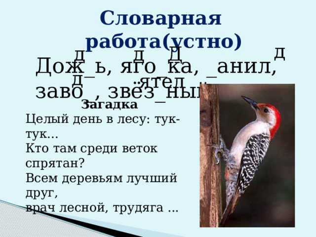 Словарная работа(устно) Дож_ь, яго_ка, _анил, заво_, звёз_ный, д____. д Д д д д ятел  Загадка Целый день в лесу: тук-тук...  Кто там среди веток спрятан?  Всем деревьям лучший друг,  врач лесной, трудяга ...  