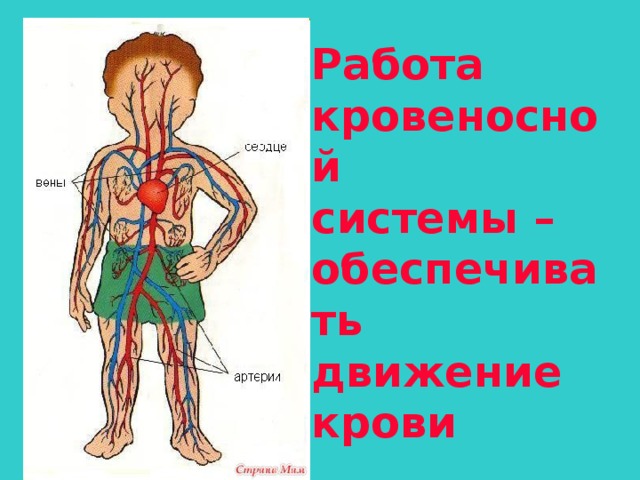 Кровеносная система 3 класс планета знаний презентация