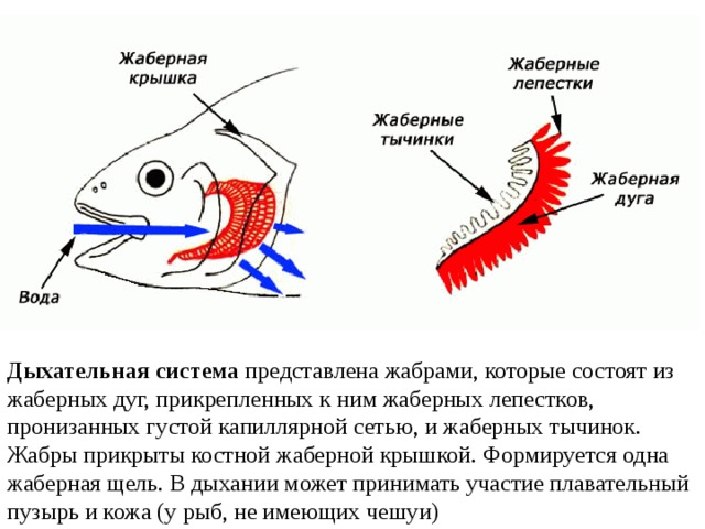 Жабры как нарисовать