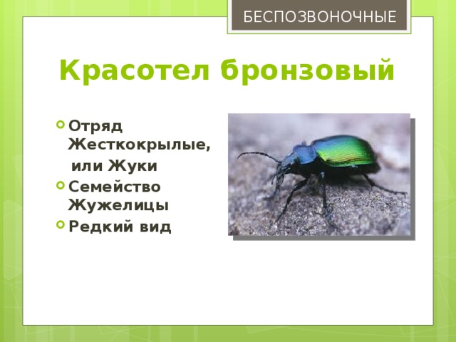 Отряд жесткокрылые. Красотел бронзовый в красной книге Оренбургской области. Беспозвоночные животные Оренбурга. Насекомые жесткокрылые Оренбургской области. Вид отряд класс Тип царство жужелица Садовая.