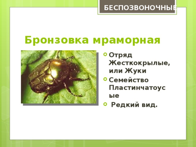 Какой тип развития характерен для бронзовки обыкновенной изображенной на рисунке