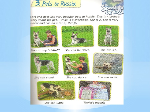 Pets in russia