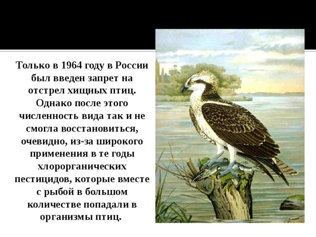 Только в 1964 году в России был введен запрет на отстрел хищных птиц. Однако после этого численность вида так и не смогла восстановиться, очевидно, из-за широкого применения в те годы хлорорганических пестицидов, которые вместе с рыбой в большом количестве попадали в организмы птиц. 