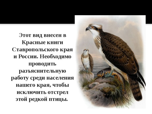 Этот вид внесен в Красные книги Ставропольского края и России. Необходимо проводить разъяснительную работу среди населения нашего края, чтобы исключить отстрел этой редкой птицы.  