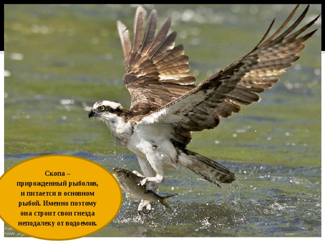 Питание птицы скопы Скопа – прирожденный рыболов, и питается в основном рыбой. Именно поэтому она строит свои гнезда неподалеку от водоемов. 