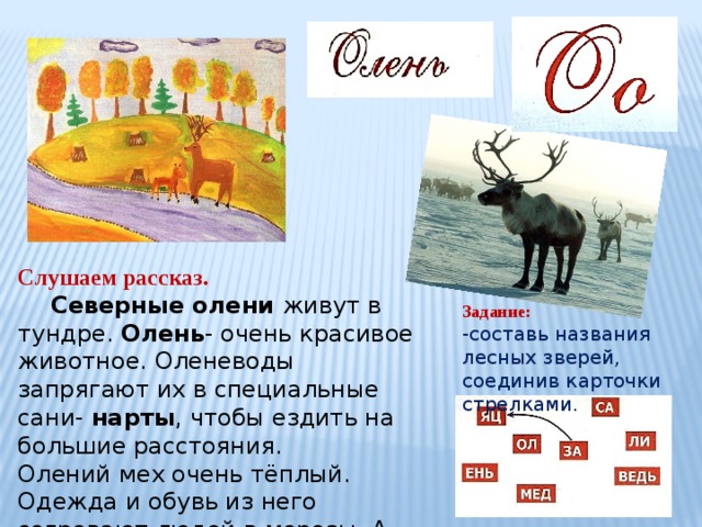 Слушаем рассказ.  Северные олени живут в тундре. Олень - очень красивое животное. Оленеводы запрягают их в специальные сани- нарты , чтобы ездить на большие расстояния. Олений мех очень тёплый. Одежда и обувь из него согревают людей в морозы. А ещё олень- главный  герой северных сказок. Задание: -составь названия лесных зверей, соединив карточки стрелками. 