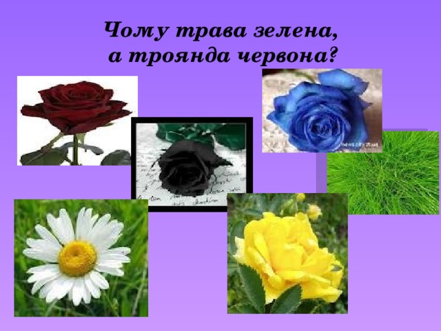 Чому трава зелена,  а троянда червона? 