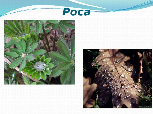 Роса 