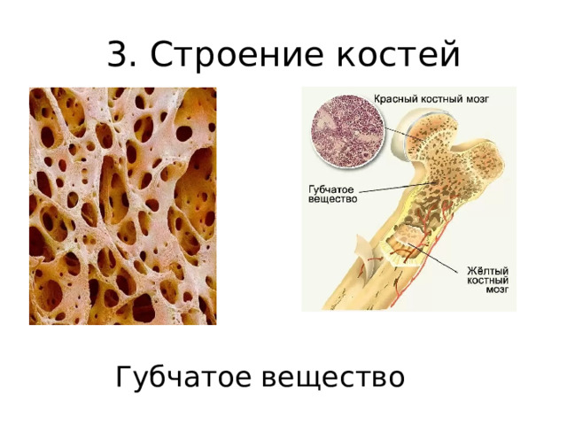 3. Строение костей Губчатое вещество 