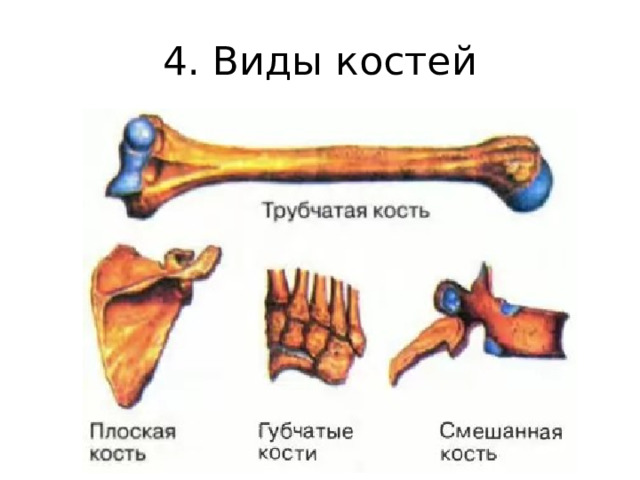 4. Виды костей 