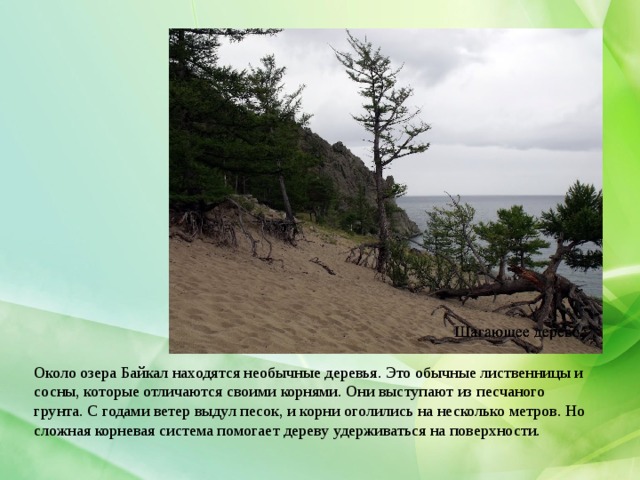 Около озера Байкал находятся необычные деревья. Это обычные лиственницы и сосны, которые отличаются своими корнями. Они выступают из песчаного грунта. С годами ветер выдул песок, и корни оголились на несколько метров. Но сложная корневая система помогает дереву удерживаться на поверхности. 
