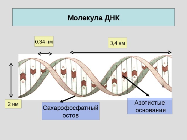 Молекула ДНК 0,34 нм 3,4 нм Азотистые  основания 2 нм Сахарофосфатный остов 