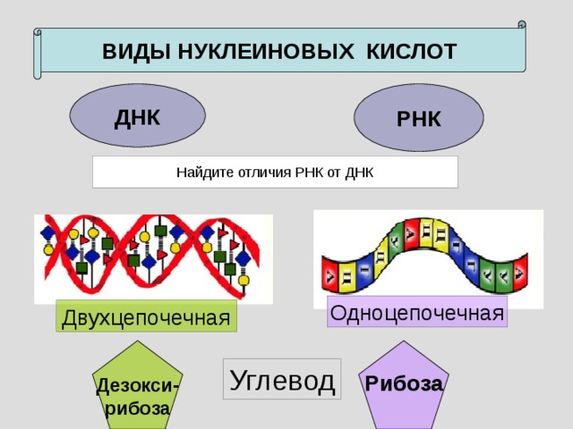 ВИДЫ НУКЛЕИНОВЫХ КИСЛОТ ДНК РНК Найдите отличия РНК от ДНК Одноцепочечная Двухцепочечная Дезокси- рибоза Рибоза  Углевод 