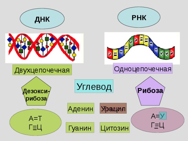 РНК ДНК Одноцепочечная Двухцепочечная Дезокси- рибоза Рибоза  Углевод Тимин Урацил Аденин А=У Г=Ц А=Т Г=Ц Цитозин Гуанин 