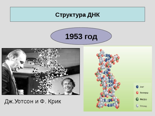 Структура ДНК 1953 год Дж.Уотсон и Ф. Крик 