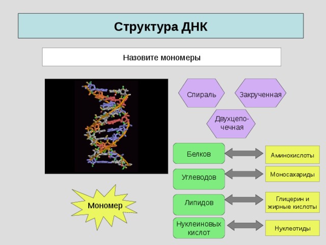 Структура ДНК Рассмотрите модель ДНК, что о ней можно сказать? Что является структурным элементом полимера? Назовите мономеры Закрученная Спираль Двухцепо- чечная Аминокислоты Белков Моносахариды Углеводов Глицерин и жирные кислоты Липидов Мономер Нуклеиновых кислот Нуклеотиды 