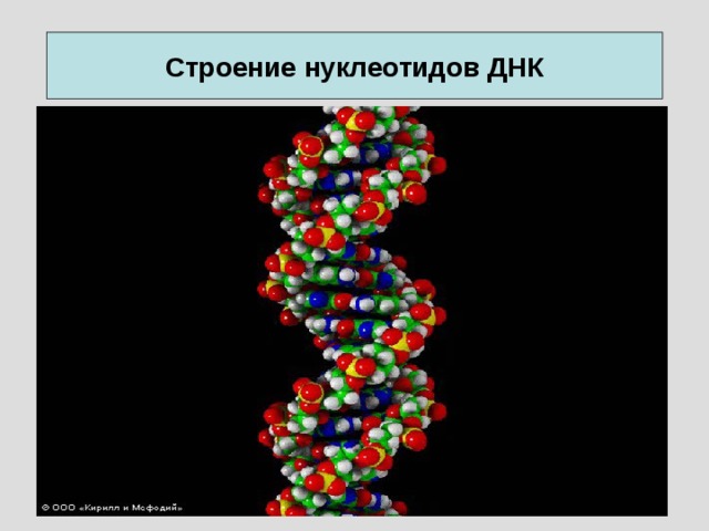 Строение нуклеотидов ДНК 