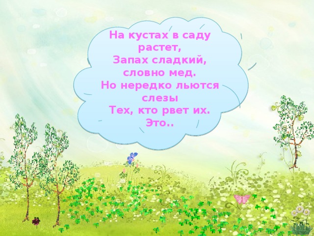 На кустах в саду растет,   Запах сладкий, словно мед. Но нередко льются слезы Тех, кто рвет их. Это..     