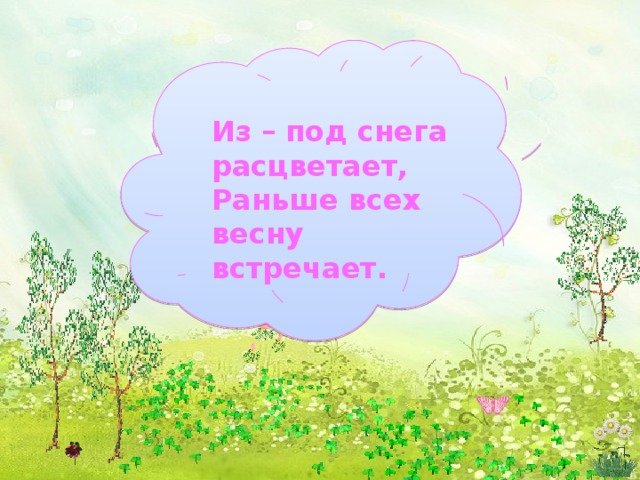      Из – под снега расцветает, Раньше всех весну встречает.  