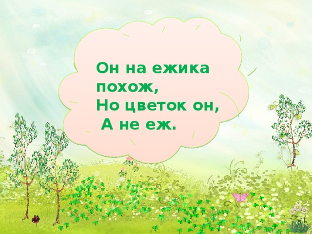        Он на ежика похож,   Но цветок он,  А не еж. 