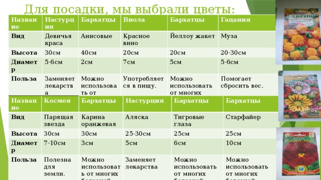 Для посадки, мы выбрали цветы:   Название Настурция Вид  Девичья краса Бархатцы Высота 30см Виола Анисовые Диаметр Польза 5-6см 40см Бархатцы Красное вино 20см 2см Йеллоу жакет Заменяет лекарства Гацания 20см Можно использовать от многих болезней 7см Муза Употребляется в пищу. 5см 20-30см Можно использовать от многих болезней. 5-6см Помогает сбросить вес. Название Вид Космея Высота Парящая звезда Бархатцы  Карина оранжевая 30см Настурция Диаметр Польза Аляска 30см Бархатцы 7-10см 25-30см Тигровые глаза Полезна для земли. Бархатцы 3см 25см 5см Старфайер Можно использовать от многих болезней. 25см Заменяет лекарства 6см Можно использовать от многих болезней. 10см Можно использовать от многих болезней. 